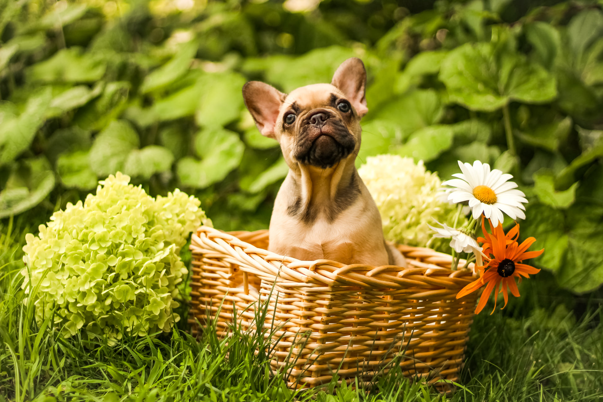 Séance photo nouveau-né et famille avec focus sur les mains et les pieds – photo tendre à Saint-Jérôme